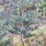 地径6-8罗汉松(未造型或轻度造型树)低价出售