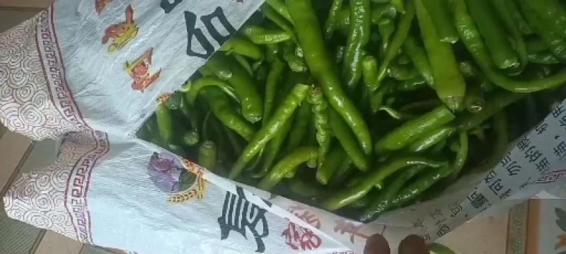 线椒精品无把线椒加工厂专用需要的老板联系我