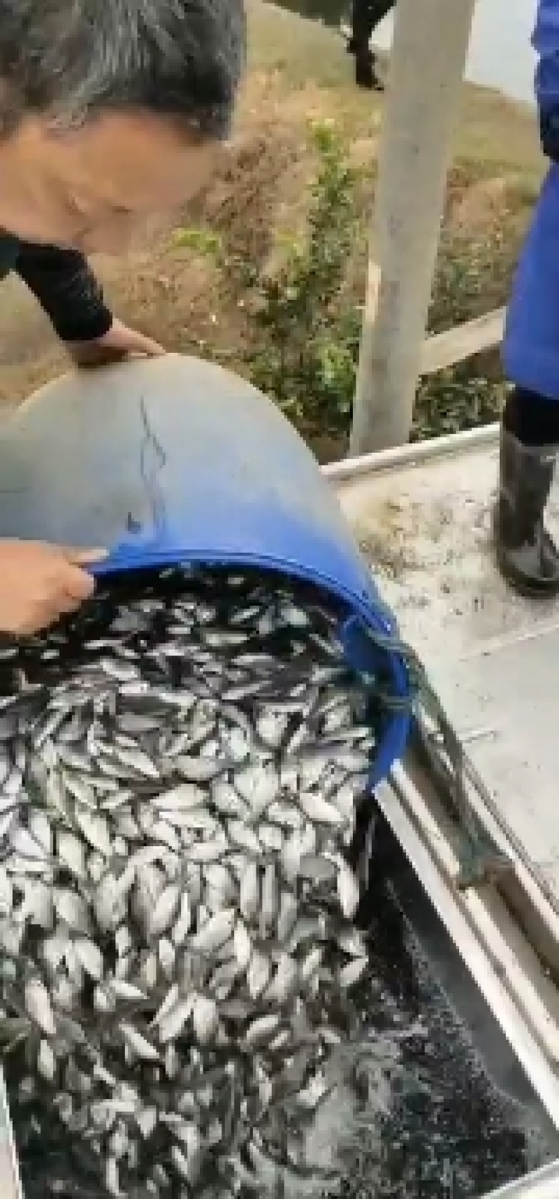 加州鲈鱼鱼苗，渔场供，欢迎订购，可以免费送货货