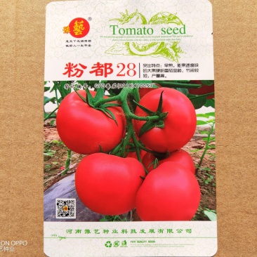 粉都28番茄种子豫艺种业粉果番茄抗病毒大果西红柿