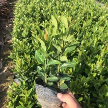 小叶龙船花，大叶龙船花大量经营欢迎订购联系我