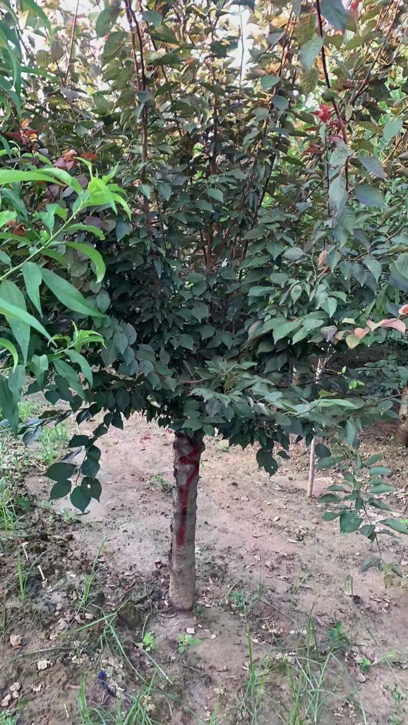 美人梅……河南鄢陵货源6～12公分有货，有需要的老板联系