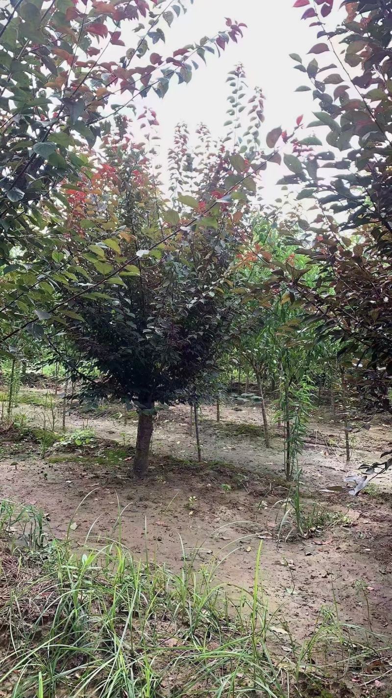 美人梅……河南鄢陵货源6～12公分有货，有需要的老板联系