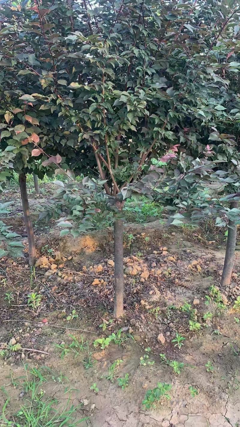 美人梅……河南鄢陵货源6～12公分有货，有需要的老板联系