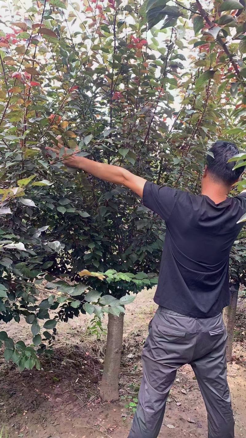 美人梅……河南鄢陵货源6～12公分有货，有需要的老板联系