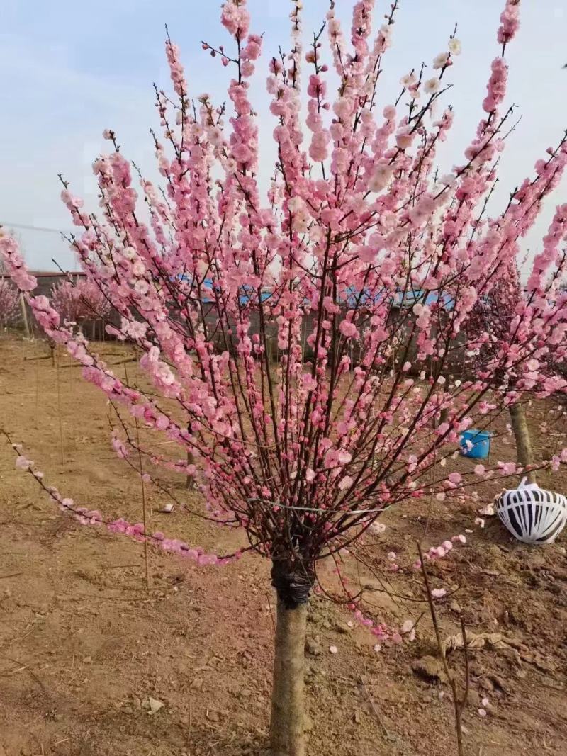 美人梅……河南鄢陵货源6～12公分有货，有需要的老板联系