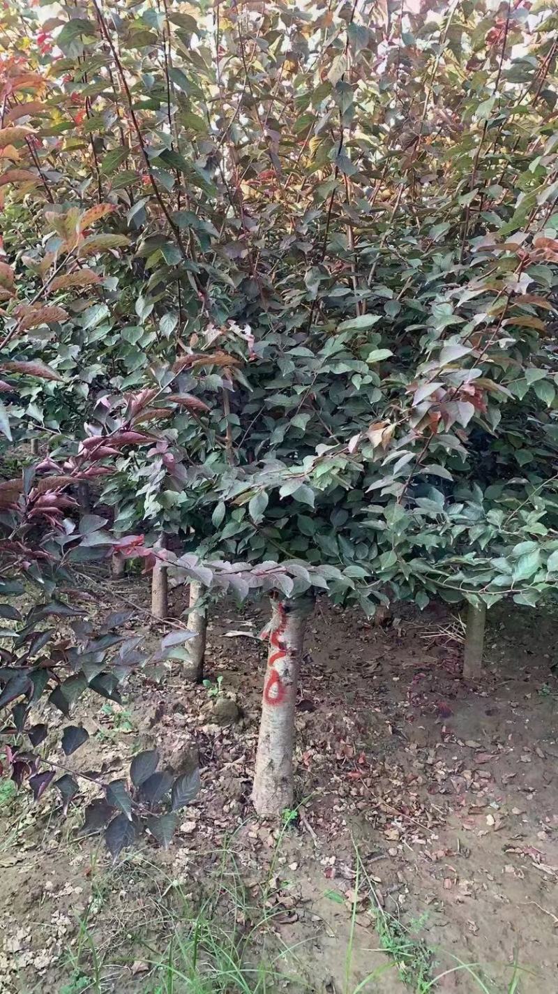 美人梅……河南鄢陵货源6～12公分有货，有需要的老板联系