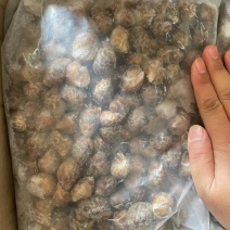 巴基斯坦花螺