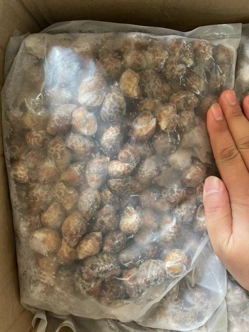 巴基斯坦花螺