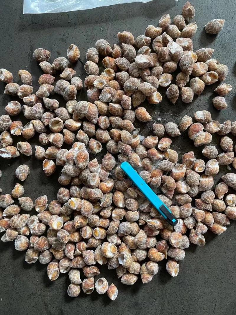 巴基斯坦花螺