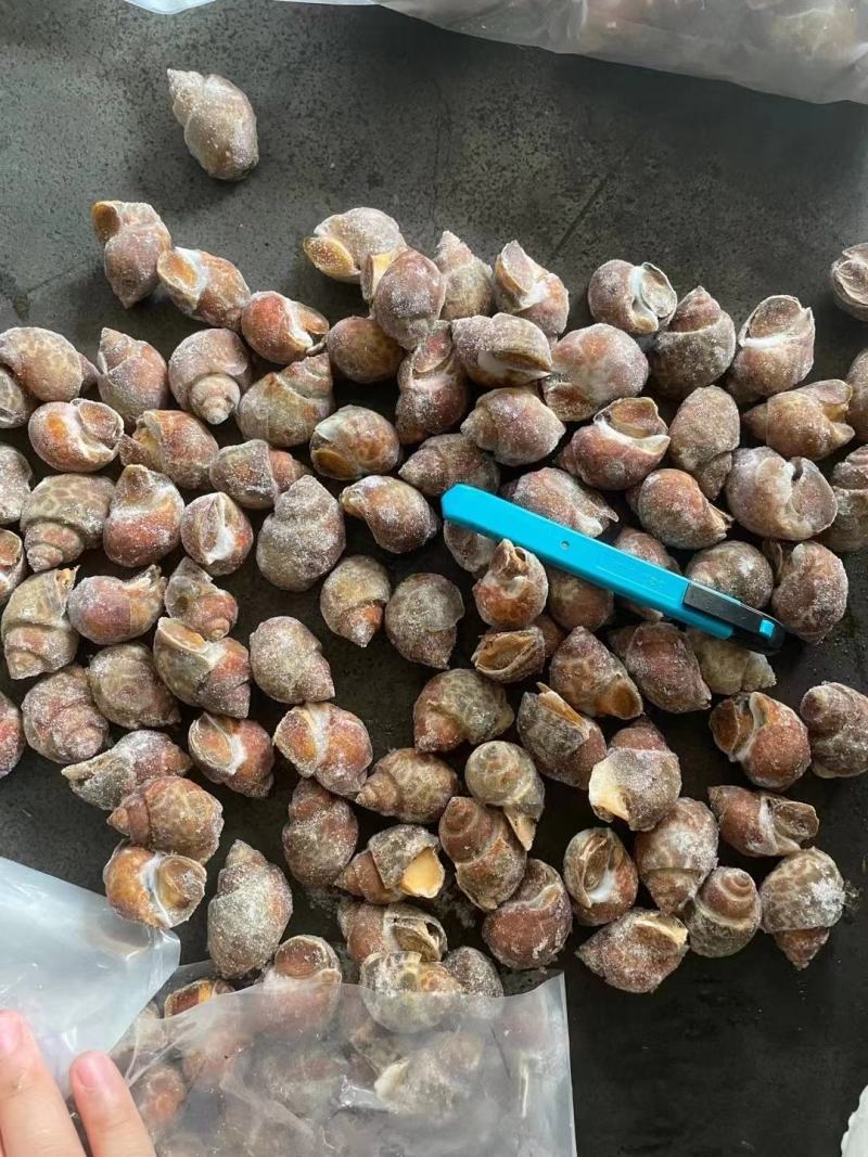 巴基斯坦花螺