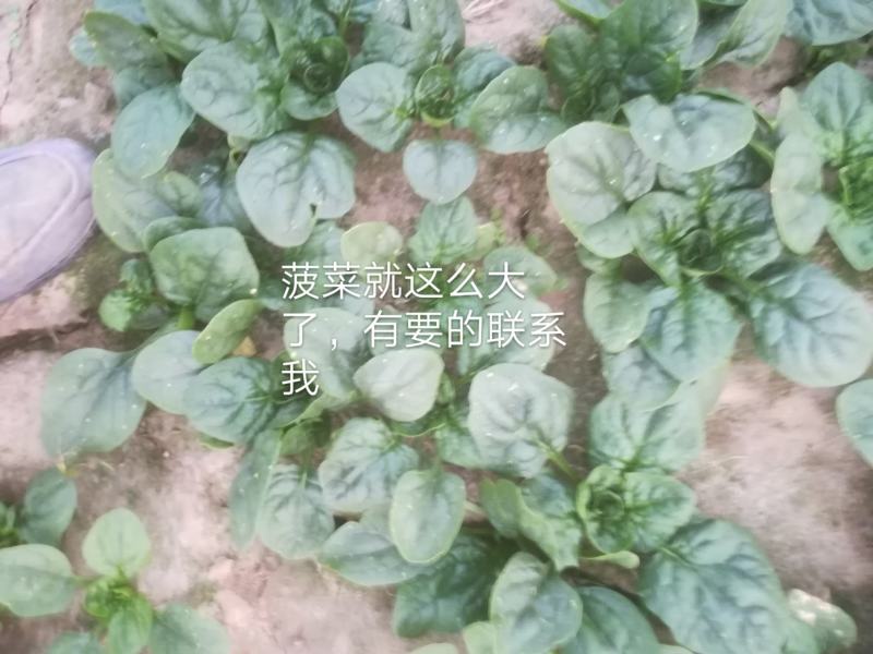菠菜发上海，安徽，信阳，南阳有想法的联系我