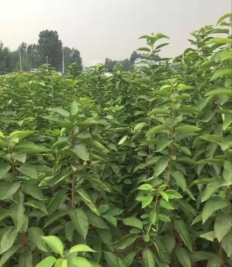 樱桃树苗。自家苗圃，现挖现发。红灯，美早，早大果，俄八。