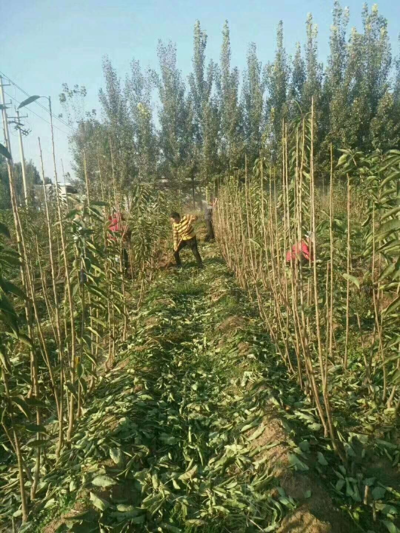樱桃树苗。自家苗圃，现挖现发。红灯，美早，早大果，俄八。