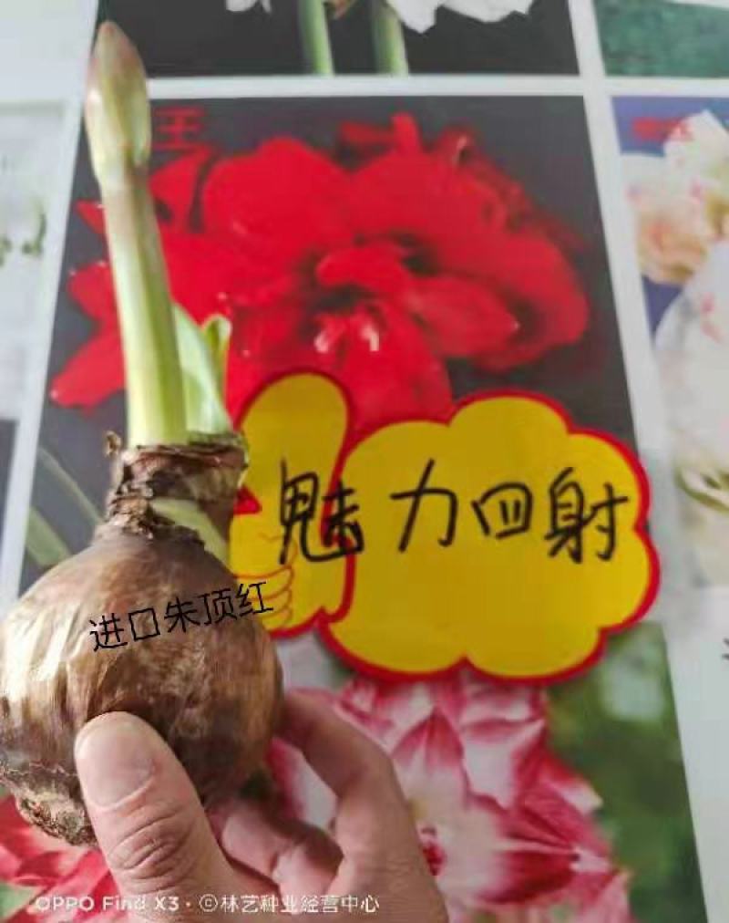荷兰进口重瓣朱顶红浓香型四季开花植物室内盆栽