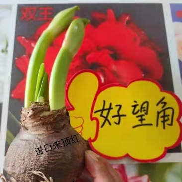 荷兰进口重瓣朱顶红浓香型四季开花植物室内盆栽