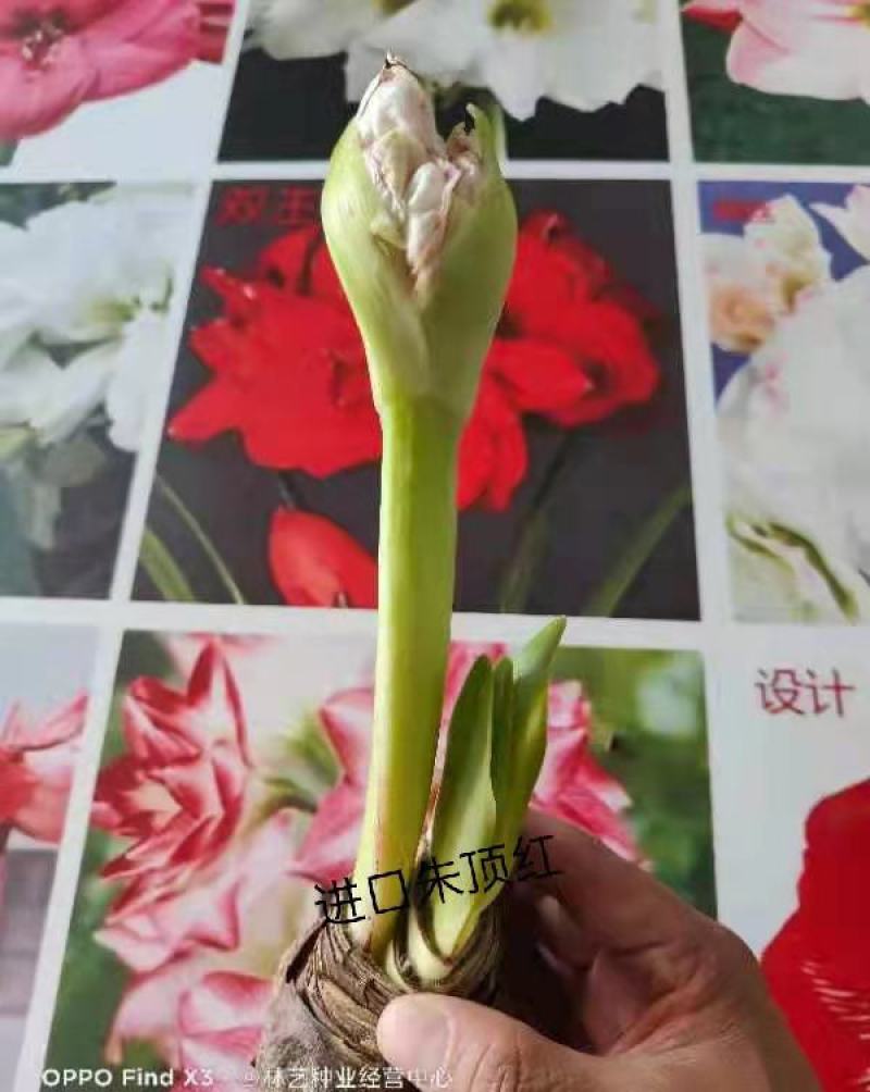 荷兰进口重瓣朱顶红浓香型四季开花植物室内盆栽