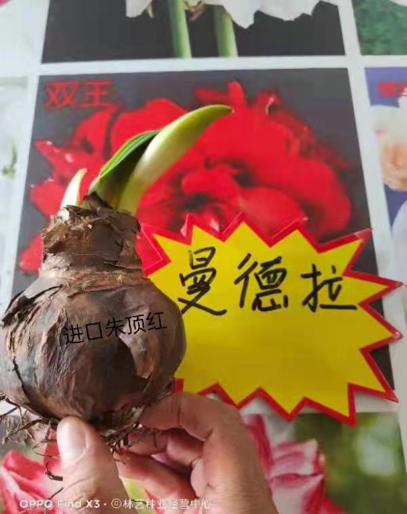 荷兰进口重瓣朱顶红浓香型四季开花植物室内盆栽