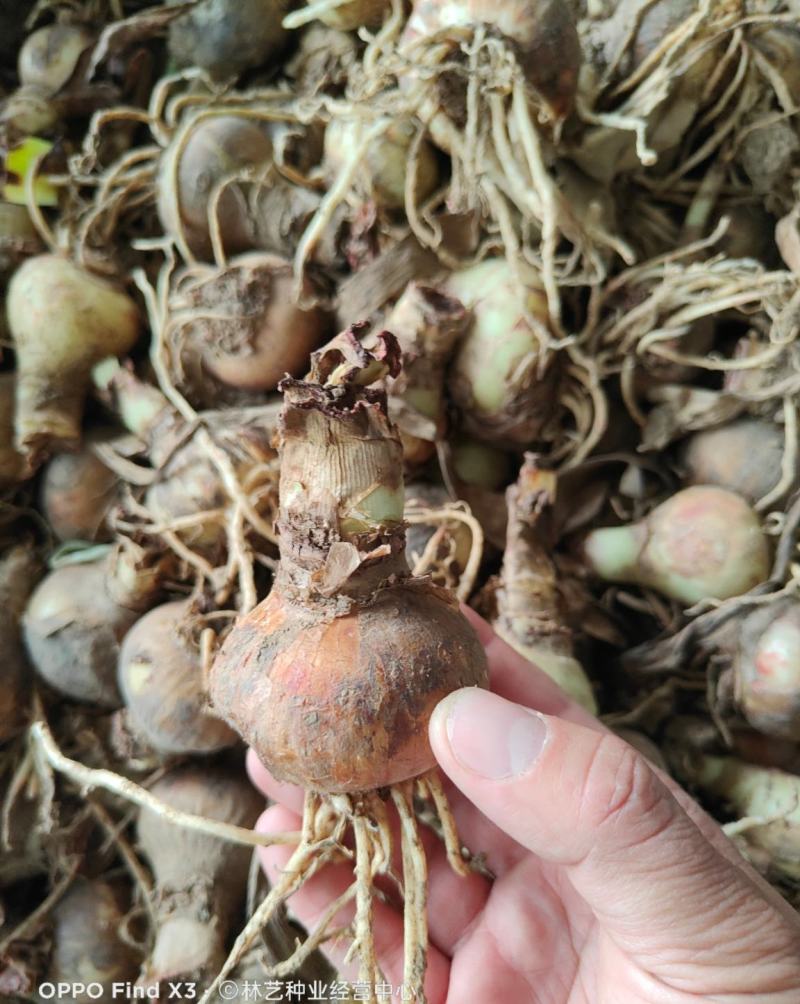 荷兰进口重瓣朱顶红浓香型四季开花植物室内盆栽