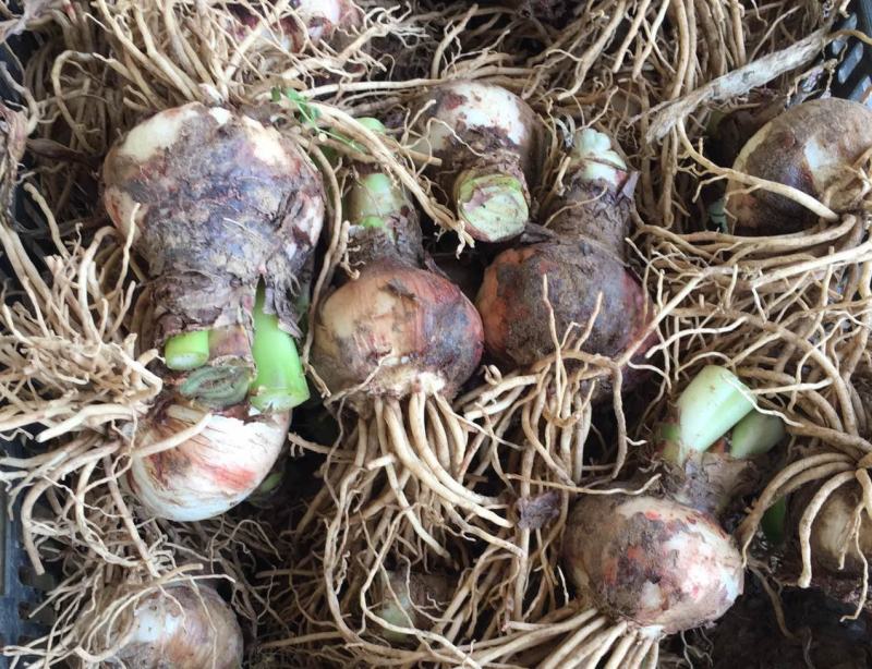 荷兰进口重瓣朱顶红浓香型四季开花植物室内盆栽