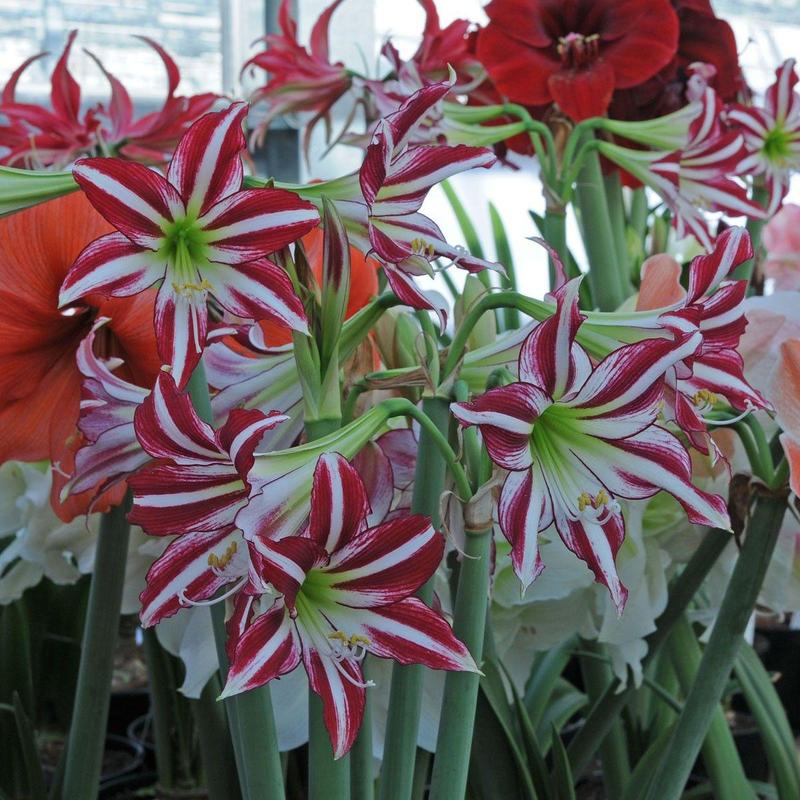 荷兰进口重瓣朱顶红浓香型四季开花植物室内盆栽