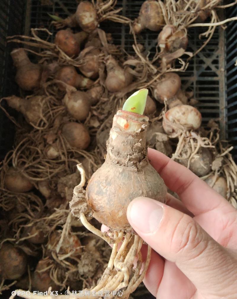 荷兰进口重瓣朱顶红浓香型四季开花植物室内盆栽