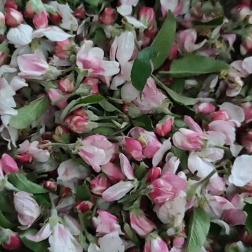 苹果花粉