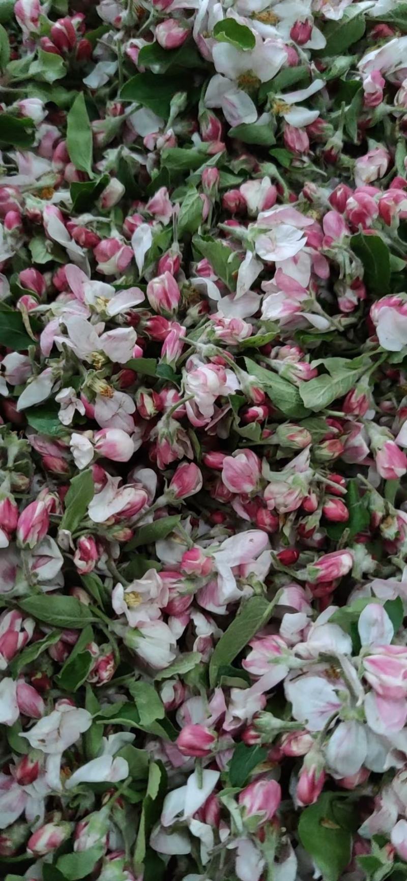 苹果花粉