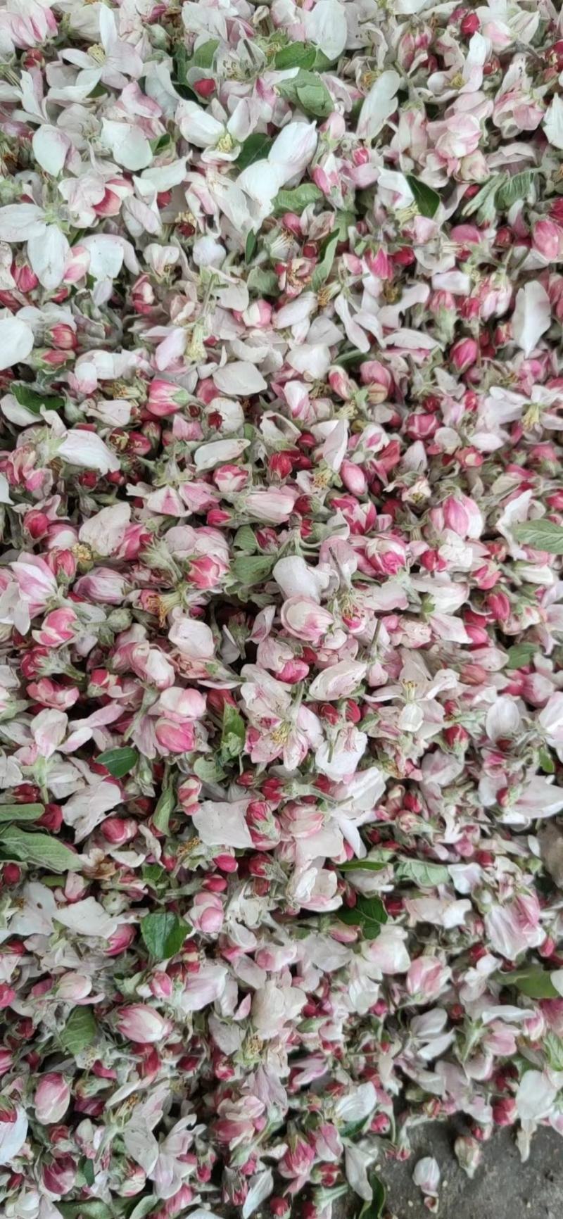 苹果花粉