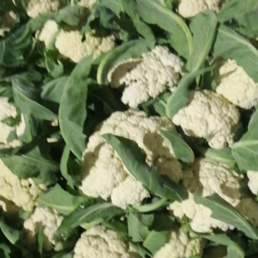 湖北天门市青才更松花，甘蓝，大白菜，白萝卜已大量上市