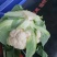 湖北天门市青才更松花，甘蓝，大白菜，白萝卜已大量上市