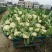 湖北天门市青才更松花，甘蓝，大白菜，白萝卜已大量上市