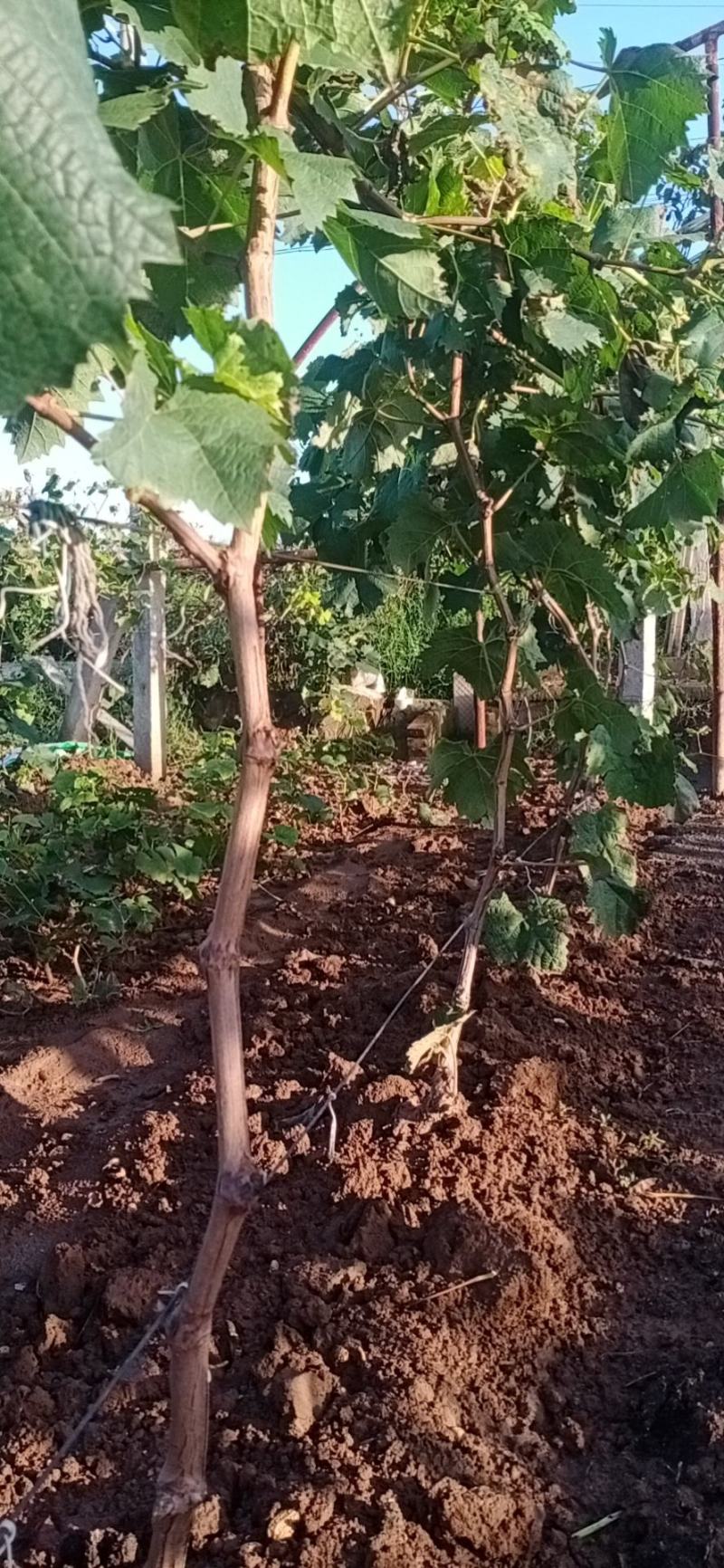 户太八号挂果树3公分葡萄树占地葡萄树