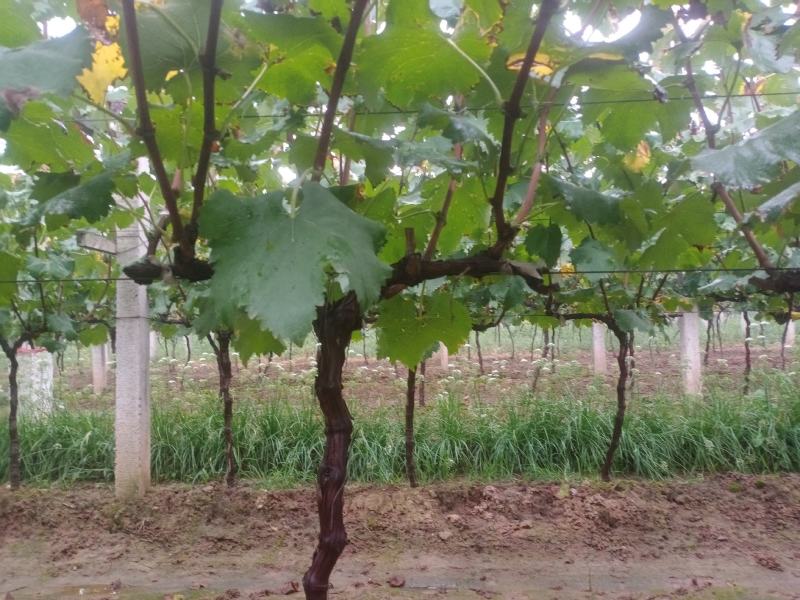 户太八号挂果树3公分葡萄树占地葡萄树
