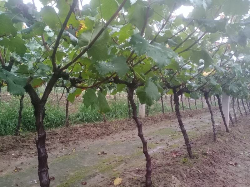 户太八号挂果树3公分葡萄树占地葡萄树