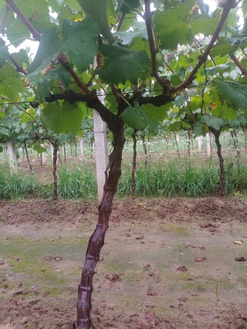 户太八号挂果树3公分葡萄树占地葡萄树