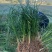 麦冬草沿阶草