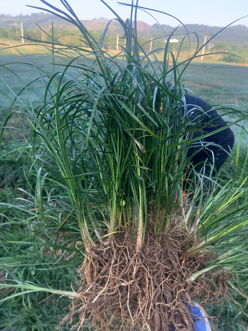 麦冬草沿阶草
