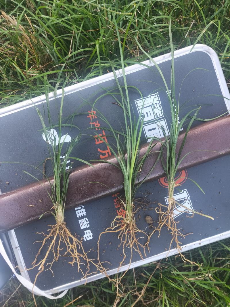 麦冬草沿阶草