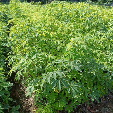 正宗无刺大腹木棉地苗和小袋苗大量经营欢迎订购