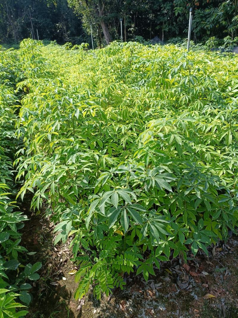 正宗无刺大腹木棉地苗和小袋苗大量经营欢迎订购