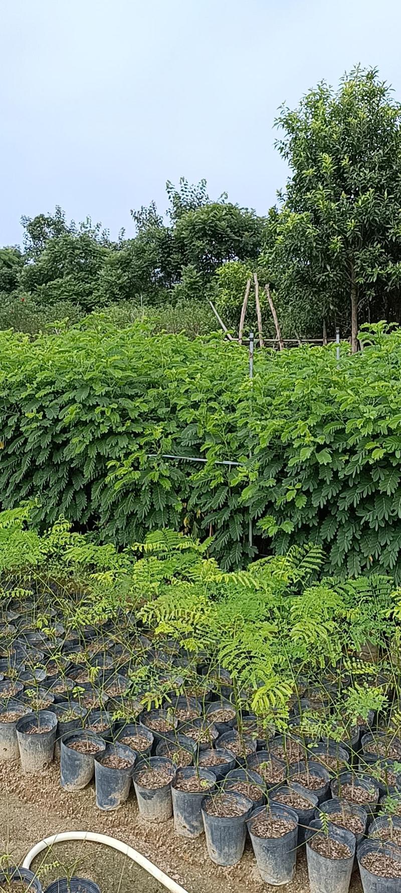 黄槐小苗1米至1.5米，1-2公分1.5至2米大量经营