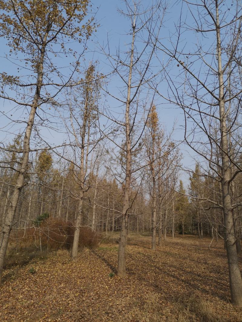 银杏树，金叶银杏树22公分，中等树形。量大价格更优。