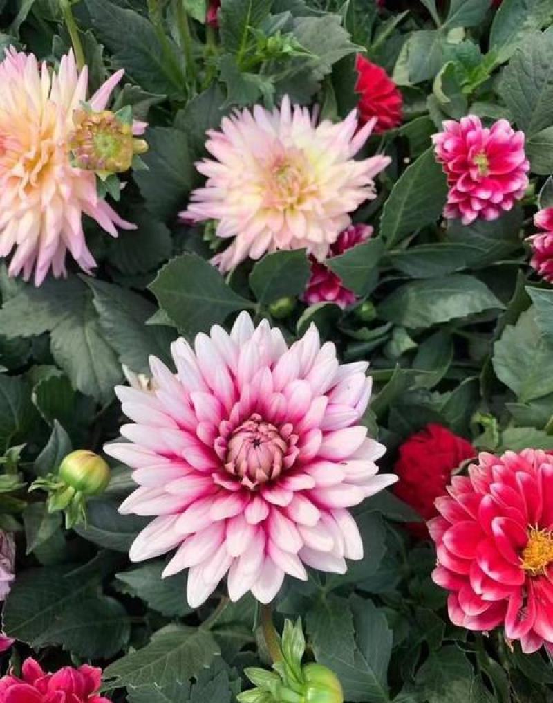 小丽花种子混色春季播种开花多年生花种绿化庭院阳台花卉盆栽
