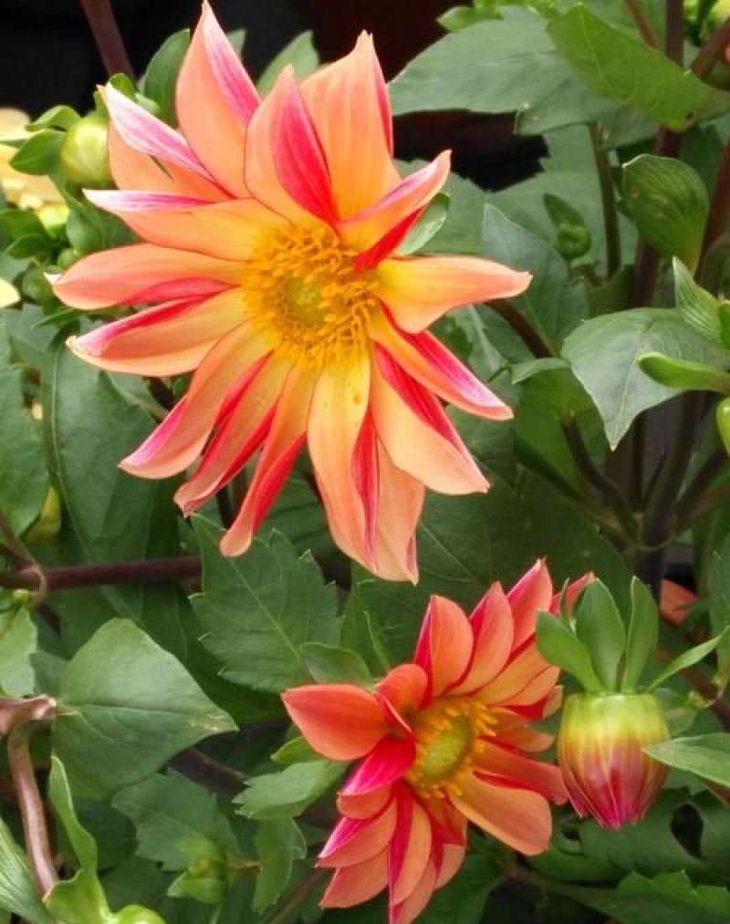 小丽花种子混色春季播种开花多年生花种绿化庭院阳台花卉盆栽