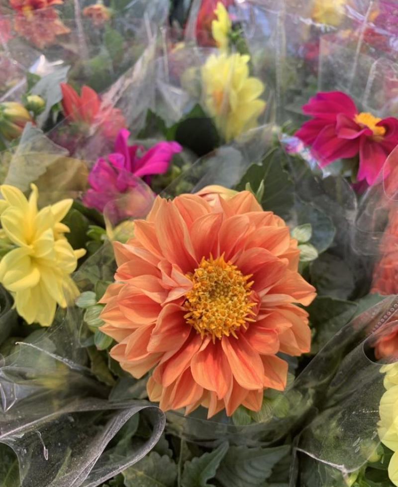 小丽花种子混色春季播种开花多年生花种绿化庭院阳台花卉盆栽