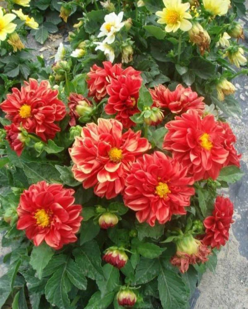 小丽花种子混色春季播种开花多年生花种绿化庭院阳台花卉盆栽