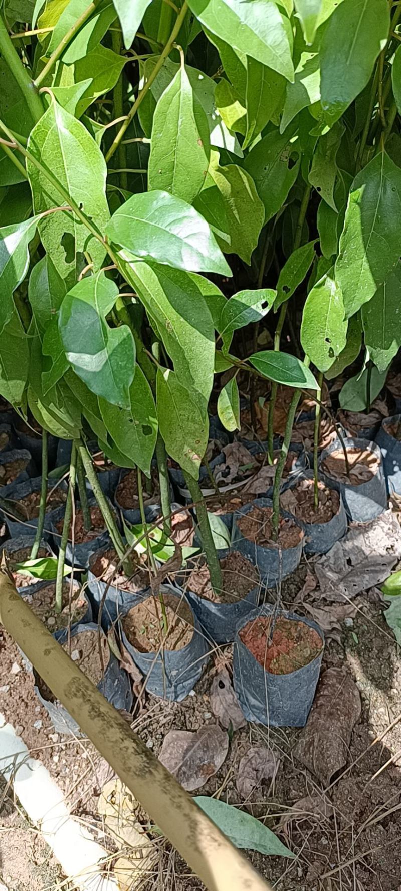 小叶香樟袋苗大量经营欢迎订购联系我。