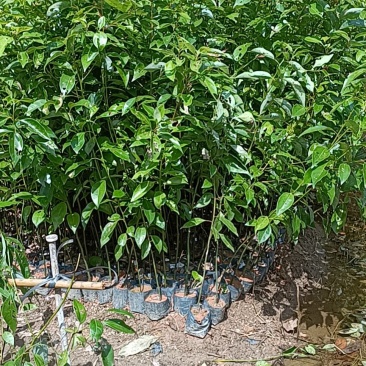 小叶香樟袋苗大量经营欢迎订购联系我。