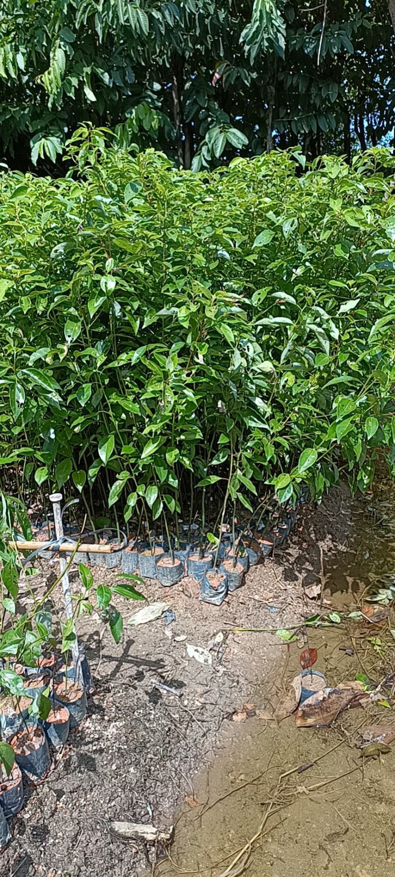 小叶香樟袋苗大量经营欢迎订购联系我。